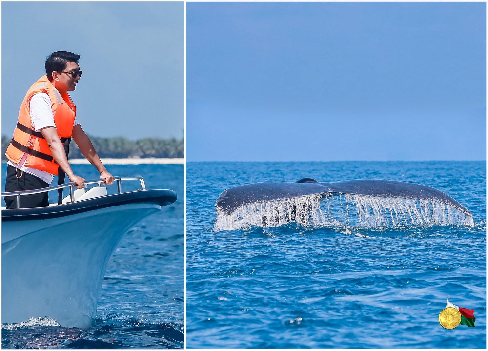 Baleine en fête: Sainte-Marie 2022