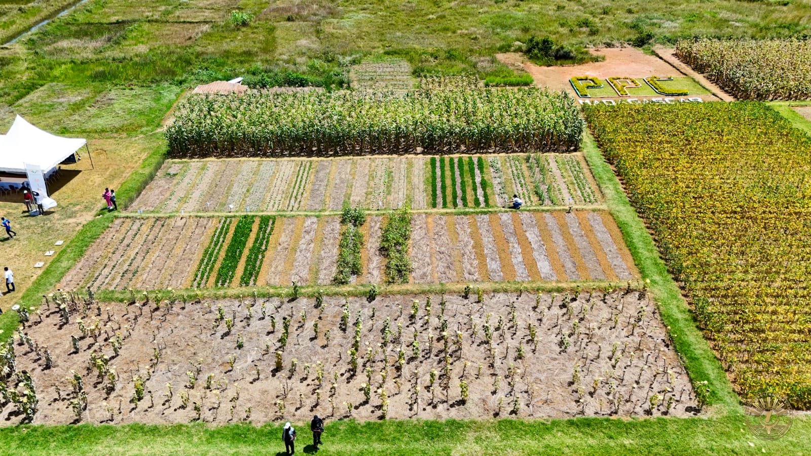 Fitsidihana ny tanàna nampiasana ny fomba fambolena "Programme Pfumvudza & Crown" (PPC)