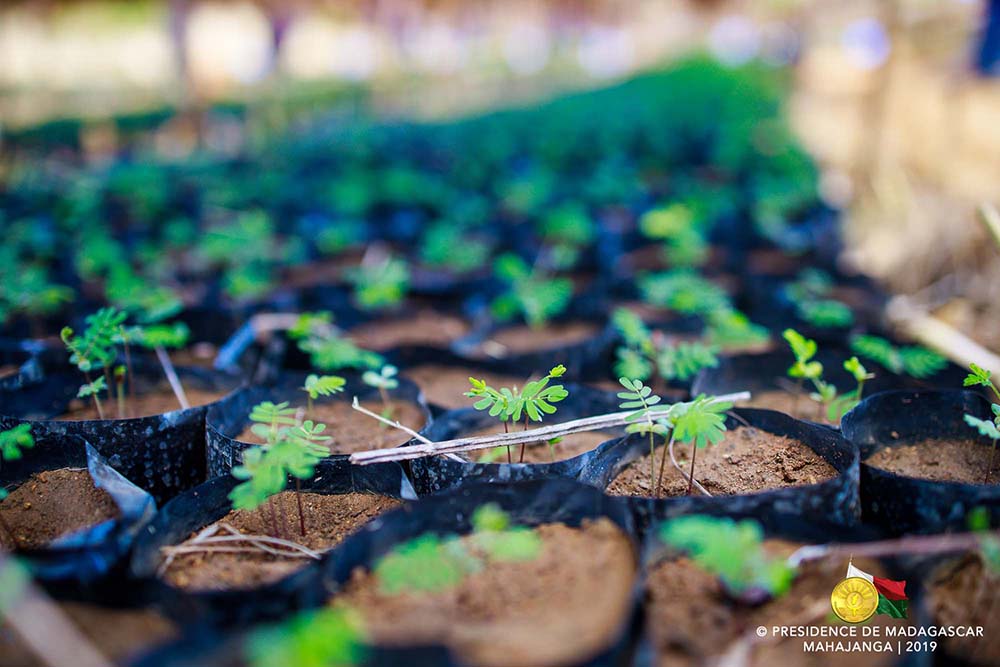 Recouvrir de forêt Madagascar : 10 000 000 000 de graines forestières seront plantés